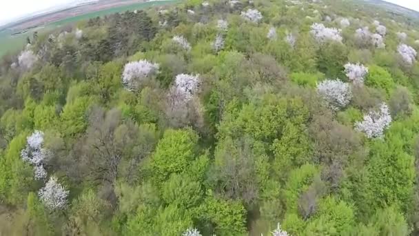 Primavera bosque aéreo — Vídeo de stock