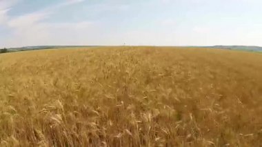 Buğday alan hava