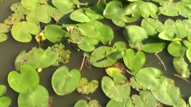 Nilüfer yaprakları