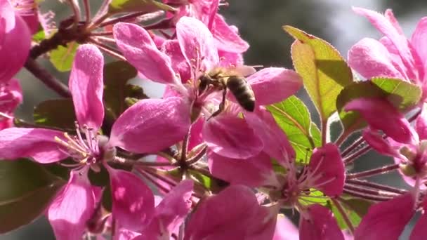 Занятая пчела — стоковое видео