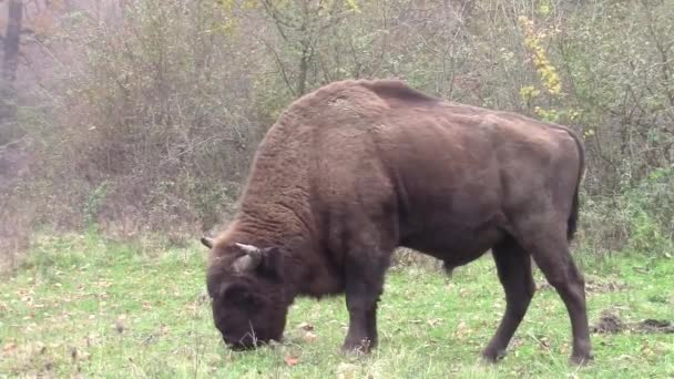 Búfalo solitário pastando em pastagens — Vídeo de Stock