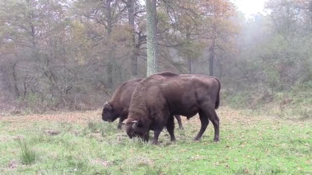 Paar van buffels grazen in de weide — Stockvideo