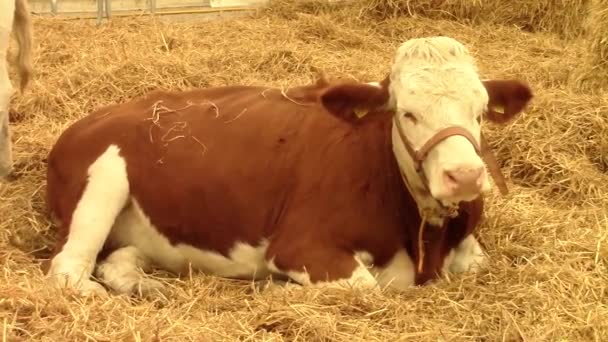 Корова лежит на сене — стоковое видео