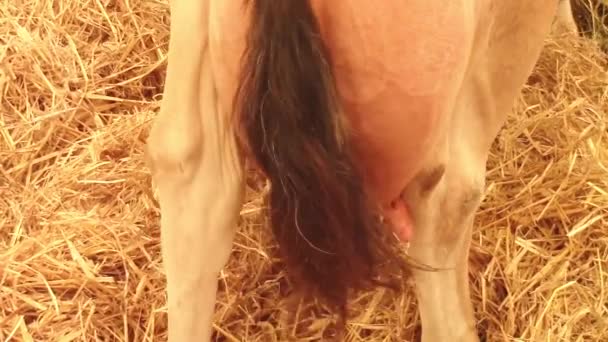 Cow udders and swinging tail — Stock Video