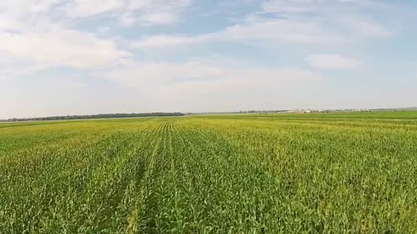 Campo de maíz aéreo — Vídeo de stock