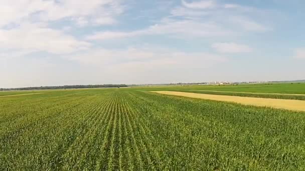 Corn and wheat fields aerial — Stock Video