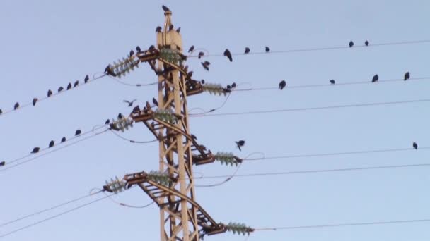 Crows on electricity pole — Stock Video