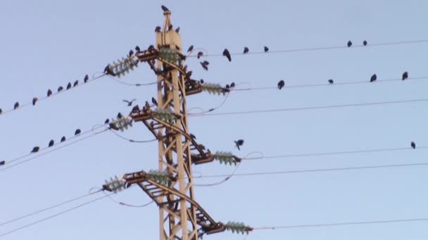 Corvos no poste de eletricidade — Vídeo de Stock