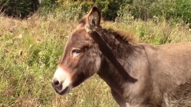 Mule nodding it's head — Stock Video