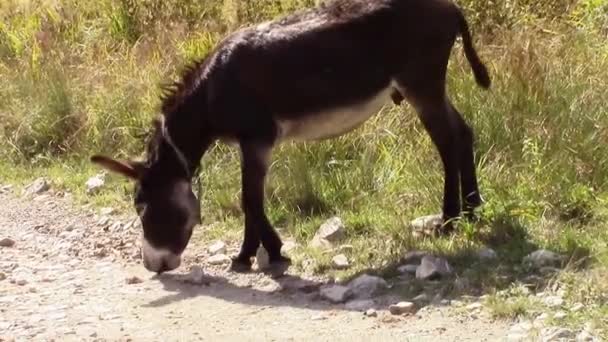 Mulo annusare rocce sul lato di una strada — Video Stock