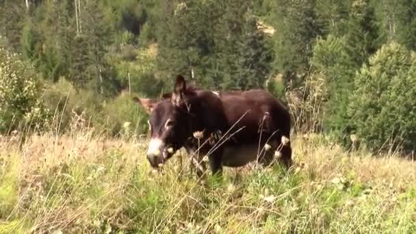 Mulo solitario al pascolo sui pascoli alpini — Video Stock