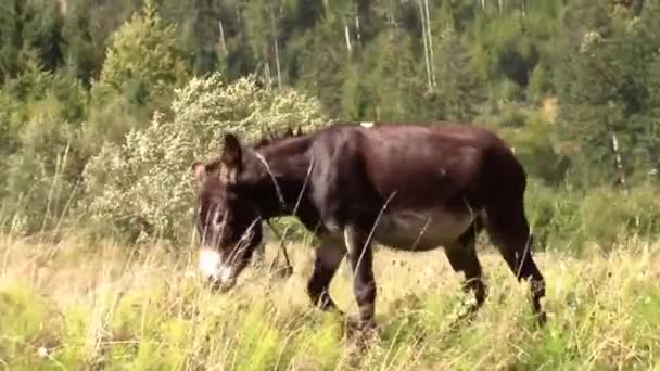 Mule walking serene on alpine pasture — Stock Video