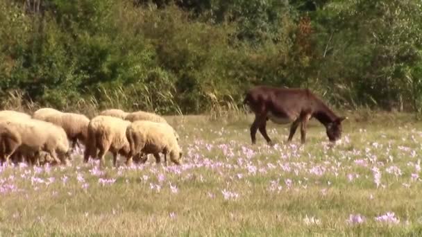 Mule liderando o rebanho de ovelhas em pastagens — Vídeo de Stock