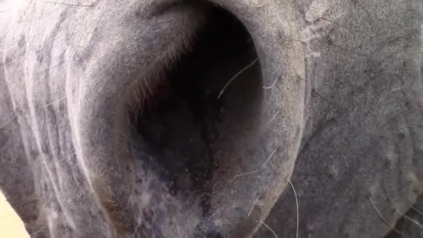 Detalhe do nariz de cavalo — Vídeo de Stock