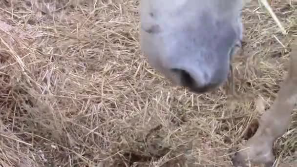 Fehér ló eszik szénát — Stock videók