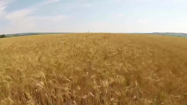 Buğday alan hava — Stok video