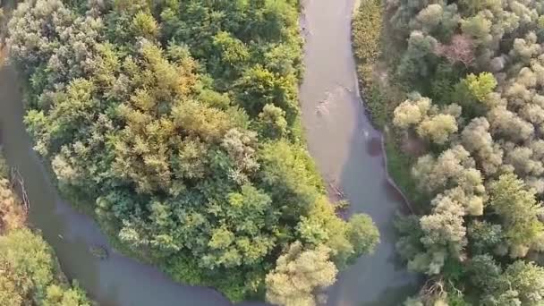 River through the woods and sunflowers field — Stock Video