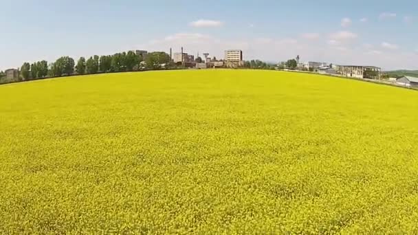 Rape field flyover — Stock Video