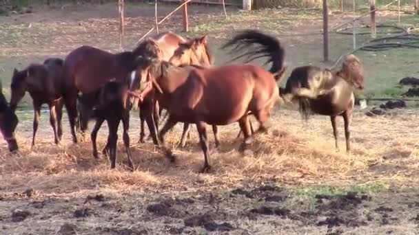 Mladý hřebec kopání s nohama — Stock video