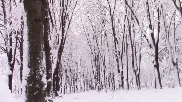 Parque inverno beco paisagem — Vídeo de Stock
