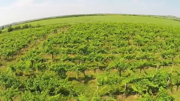 Vineyard aerial view — Stock Video