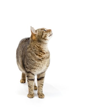 Kedi ayakta beyaz arka plan ve spotrit kadar. 