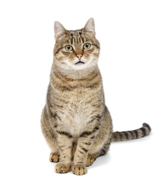 Büyük kedi beyaz bir arka plan ve ileriye dönük oturur. 