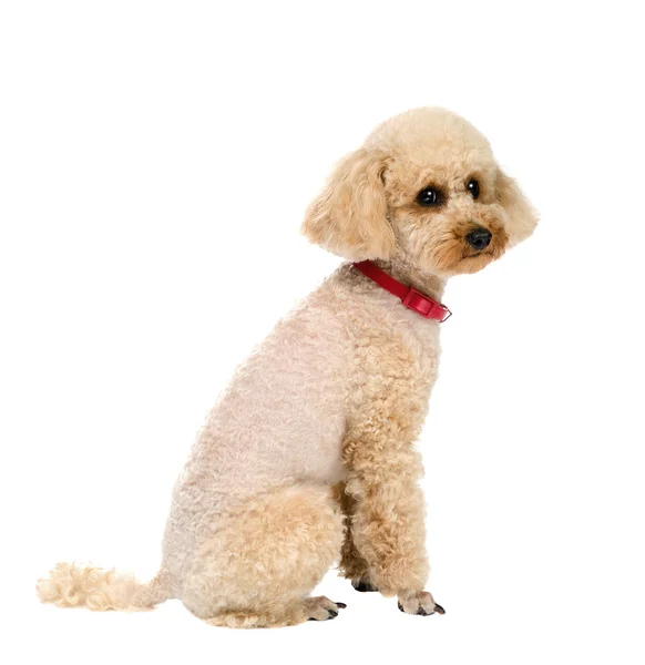 Hundespielzeug Pudel sitzt auf weißem Hintergrund mit rotem Halsband. — Stockfoto