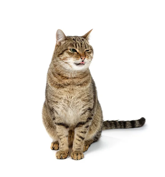 Grande gatto si siede su uno sfondo bianco con la lingua appesa fuori . — Foto Stock