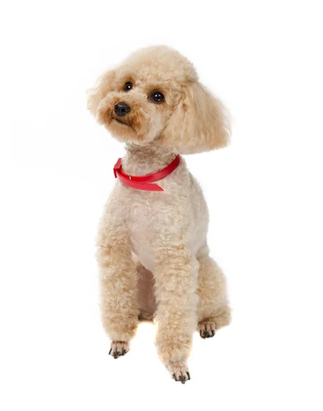 Juguete para perros Poodle sentado sobre un fondo blanco con un collar rojo . —  Fotos de Stock