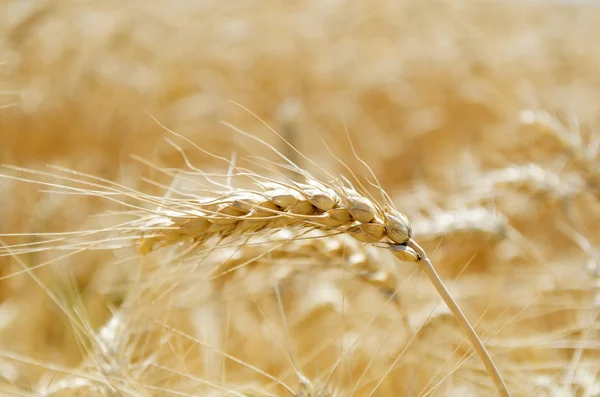 Zbliżenie pola pszenicy — Zdjęcie stockowe