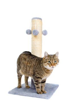 Güzel kedi tırmalamak posta ile