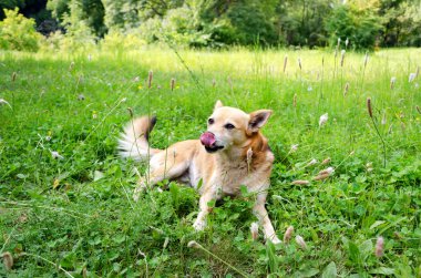 küçük köpek çim
