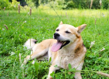 küçük köpek çim