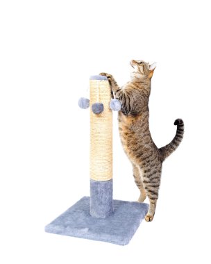 Güzel kedi tırmalamak posta ile