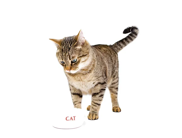 Кот ест. — стоковое фото