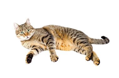 Beyaz arka planda yatan kedi.