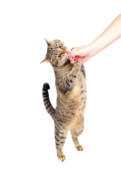 Kočka olizovat prsty — Stock fotografie