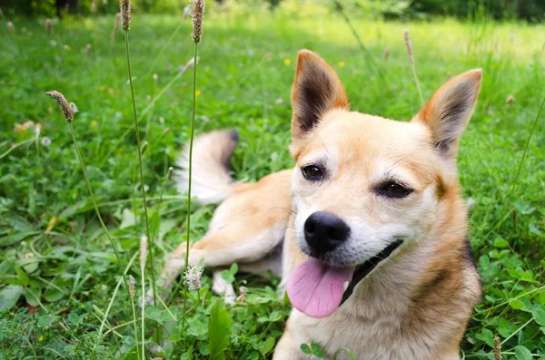 Маленький собака на траві Стокова Картинка