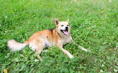 küçük köpek çim