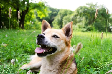 küçük köpek çim