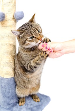 Kedi bir kaseden yiyor