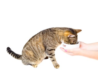 Kedi bir kaseden yiyor