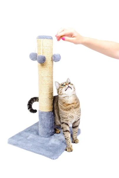 Beautiful cat with scratching post — Stock Photo, Image