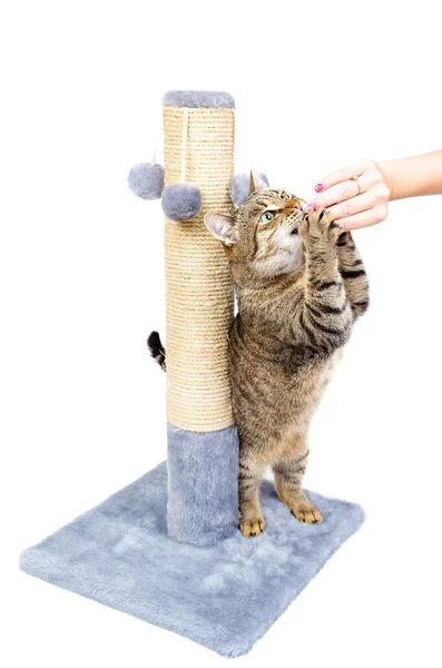 El gato está comiendo de un tazón —  Fotos de Stock