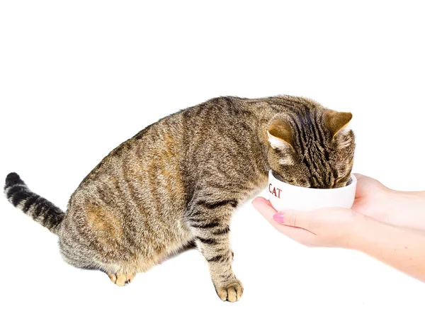बिल्ली एक कटोरे से खा रही है — स्टॉक फ़ोटो, इमेज
