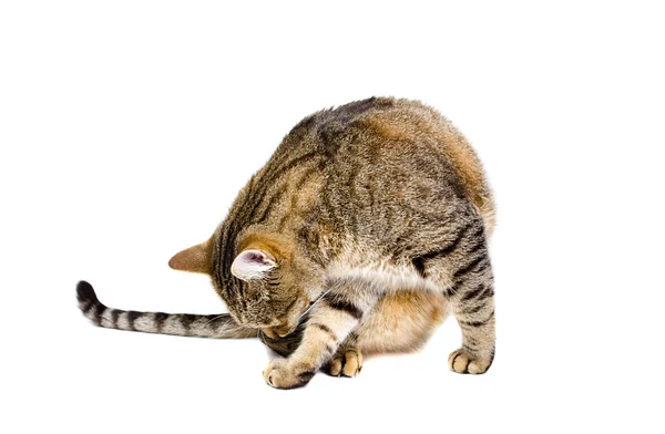 Gato isolado em branco lambendo . — Fotografia de Stock