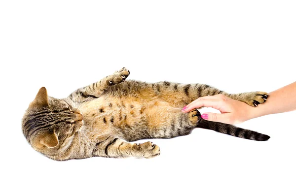 Gato acostado sobre fondo blanco. — Foto de Stock