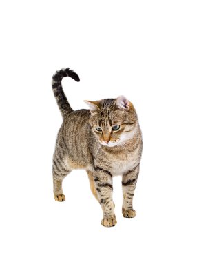Kedi ayakta beyaz arka plan ve spotrit kadar. 