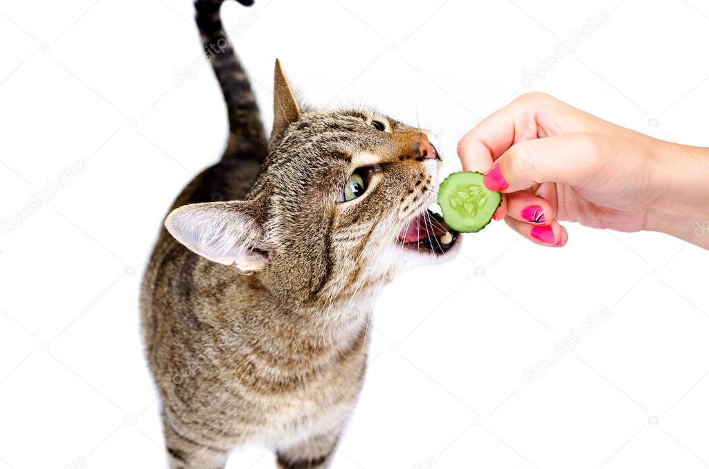 The cat eats a cucumber